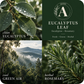 Eucalyptus Leaf Essential Oil Candle scent profile with key essential oils