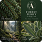 Forest Purify Essential Oil Candle scent profile with key essential oils