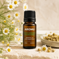 Roman chamomile essential oil with fresh and dried flowers