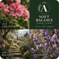 Soft Balance Essential Oil Candle scent profile with key essential oils